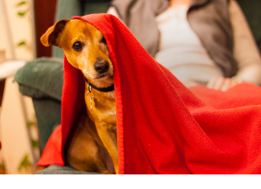 dog towel